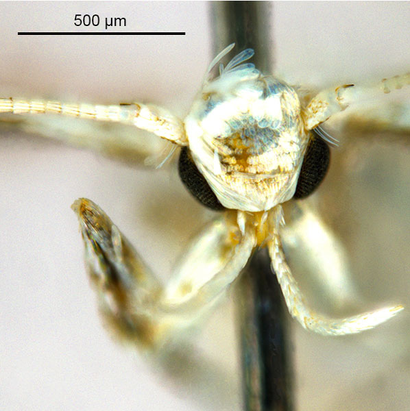 /filer/webapps/moths_gc/media/images/C/calycanthae_Cuphodes_HT_head1_ANIC.jpg