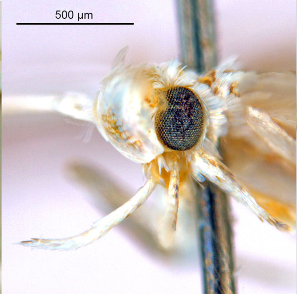 /filer/webapps/moths_gc/media/images/C/calycanthae_Cuphodes_HT_head2_ANIC.jpg