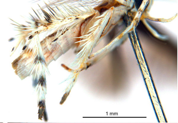 /filer/webapps/moths_gc/media/images/C/calycanthae_Cuphodes_HT_legs_ANIC.jpg