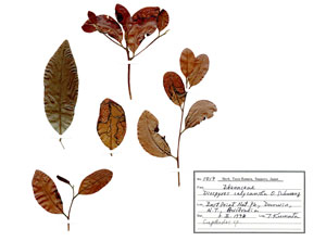 /filer/webapps/moths_gc/media/images/C/calycanthae_Cuphodes_Hostplant5819_ANIC.jpg