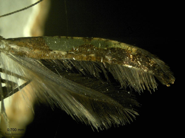 /filer/webapps/moths_gc/media/images/C/camaronae_Caloptilia_A_HA.jpg