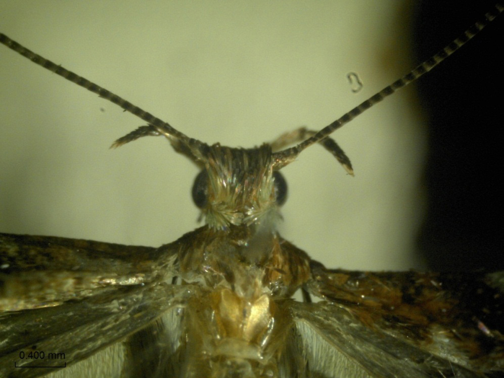 /filer/webapps/moths_gc/media/images/C/camaronae_Caloptilia_A_HA_2.jpg