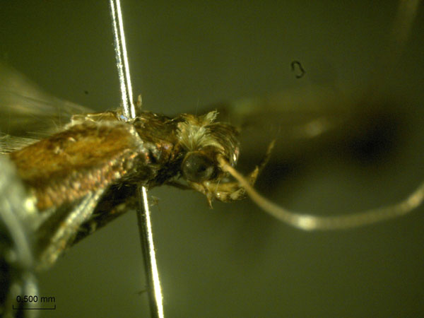 /filer/webapps/moths_gc/media/images/C/camaronae_Caloptilia_A_HA_3.jpg