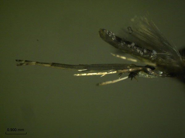 /filer/webapps/moths_gc/media/images/C/camaronae_Caloptilia_A_HA_4.jpg