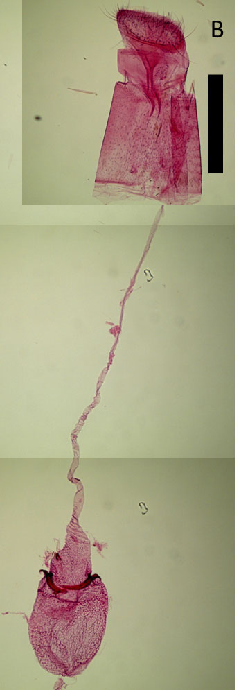 /filer/webapps/moths_gc/media/images/C/camaronae_Caloptilia_FG_HA.jpg