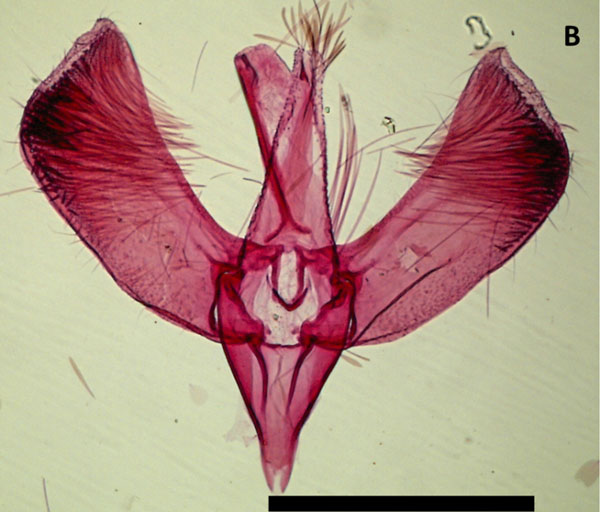 /filer/webapps/moths_gc/media/images/C/camaronae_Caloptilia_MG_HA.jpg