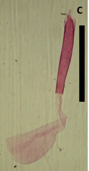 /filer/webapps/moths_gc/media/images/C/camaronae_Caloptilia_MG_HA_2.jpg
