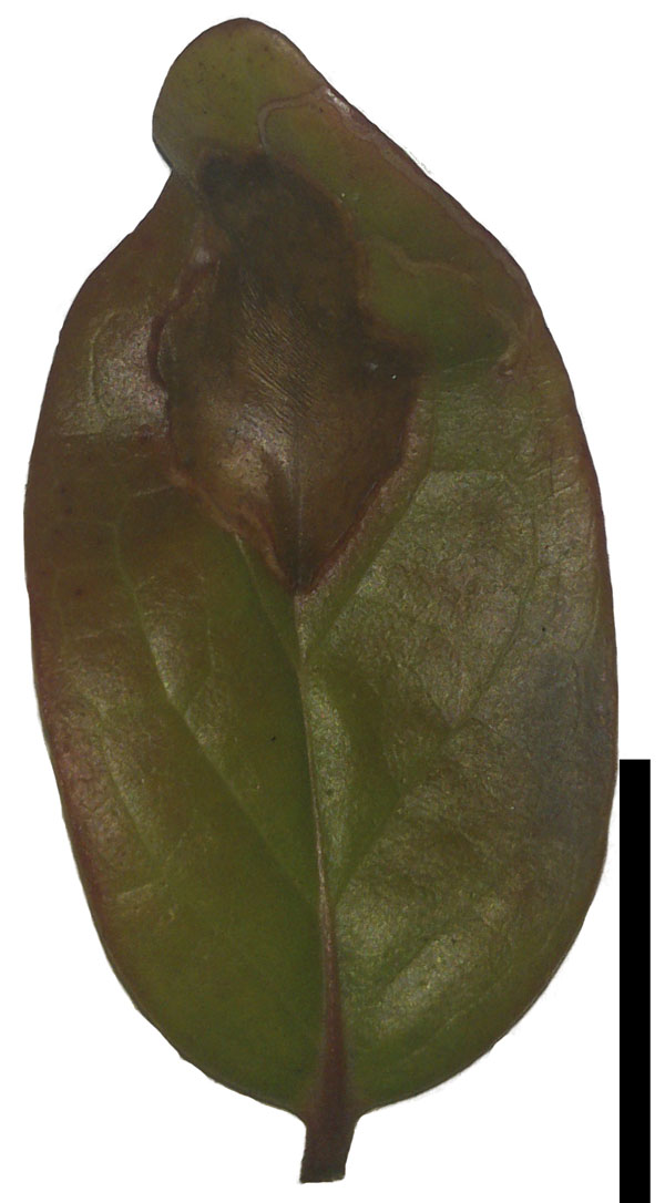 /filer/webapps/moths_gc/media/images/C/camaronae_Caloptilia_M_HA.jpg