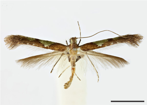 /filer/webapps/moths_gc/media/images/C/camaronae_Caloptilia_ST_1409586_BMNH.jpg