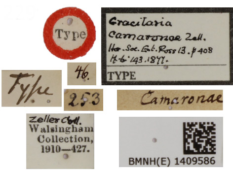 /filer/webapps/moths_gc/media/images/C/camaronae_Caloptilia_ST_1409586_BMNH_Label.jpg