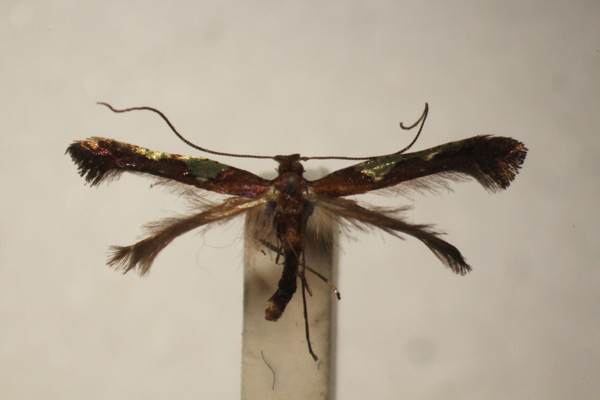/filer/webapps/moths_gc/media/images/C/camaronae_Caloptilia_ST_BMNH-(E)-1409593_BMNH.jpg