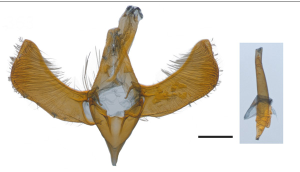 /filer/webapps/moths_gc/media/images/C/camaronae_Caloptilia_ST_GM_010313399_BMNH.jpg