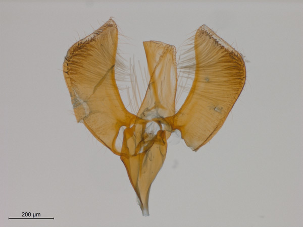 /filer/webapps/moths_gc/media/images/C/camaronae_Caloptilia_ST_GM_010313400_BMNH.jpg