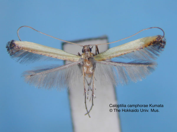 /filer/webapps/moths_gc/media/images/C/camphorae_Caloptilia_HT_EIHU.jpg