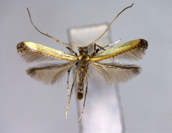 /filer/webapps/moths_gc/media/images/C/camphorae_Caloptilia_PT_EIHU.jpg