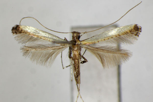 /filer/webapps/moths_gc/media/images/C/camphorae_Caloptilia_PT_ZSM_2.jpg