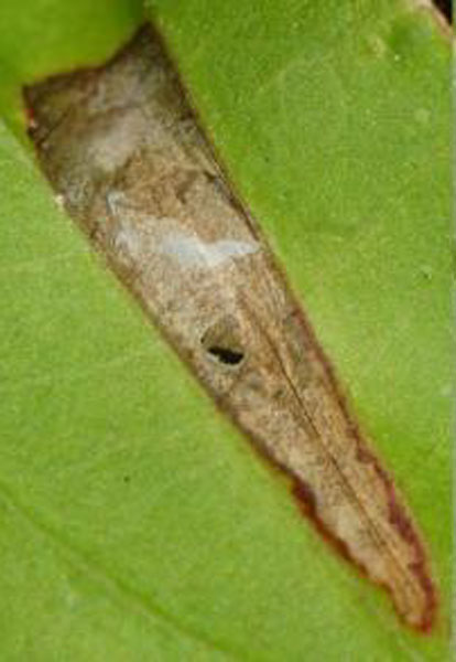 /filer/webapps/moths_gc/media/images/C/canadensisella_Caloptilia_mine1_Eiseman_2025_1804.jpg