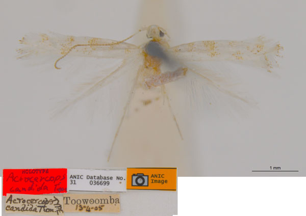 /filer/webapps/moths_gc/media/images/C/candida_Acrocercops_HT_ANIC.jpg