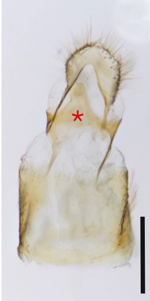/filer/webapps/moths_gc/media/images/C/canta_Phyllocnistis_GF2_Cerdena-etal_2022_201.jpg