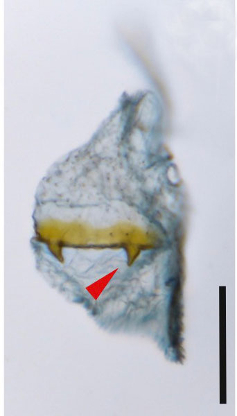 /filer/webapps/moths_gc/media/images/C/canta_Phyllocnistis_GF3_Cerdena-etal_2022_201.jpg