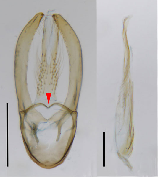 /filer/webapps/moths_gc/media/images/C/canta_Phyllocnistis_GM_Cerdena-etal_2022_200.jpg