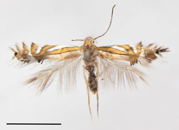 /filer/webapps/moths_gc/media/images/C/canta_Phyllocnistis_HT_Cerdenan-etal_2022_199.jpg