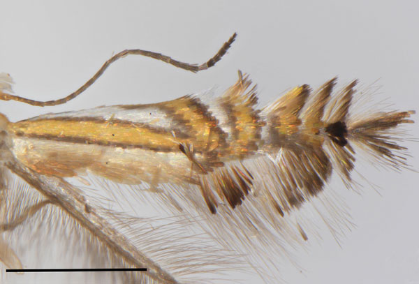 /filer/webapps/moths_gc/media/images/C/canta_Phyllocnistis_PT_Cerdena-etal_2022_199.jpg