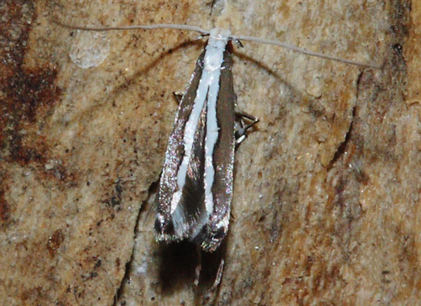 /filer/webapps/moths_gc/media/images/C/capnodecta_Cryptolectica_A_Triberti-etal_2024_33.jpg
