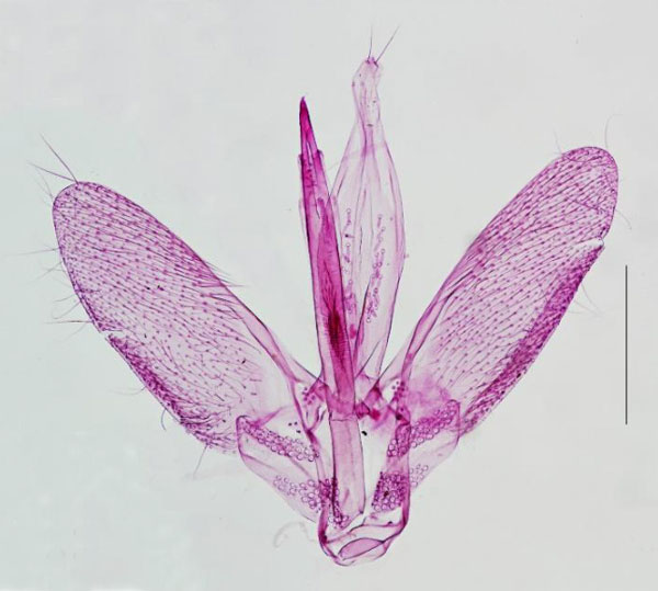 /filer/webapps/moths_gc/media/images/C/capnodecta_Cryptolectica_GM_Triberti-etal_2024_38.jpg