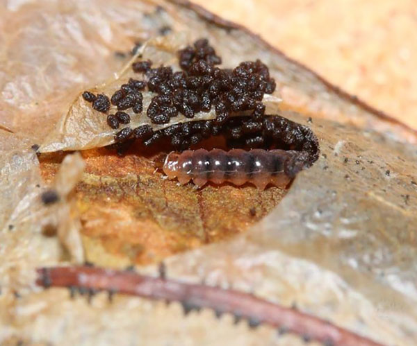 /filer/webapps/moths_gc/media/images/C/capnodecta_Cryptolectica_larva_Triberti-etal_2024_46.jpg