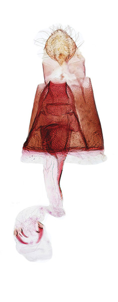 /filer/webapps/moths_gc/media/images/C/caraganella_Micrurapteryx_GF_Kirichenko-et-al_2016_119_42.jpg