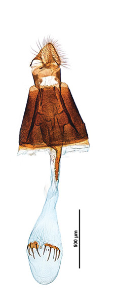 /filer/webapps/moths_gc/media/images/C/caraganella_Micrurapteryx_GF_Kirichenko-et-al_2016_119_43.jpg
