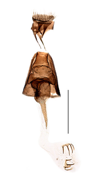 /filer/webapps/moths_gc/media/images/C/caraganella_Micrurapteryx_GF_Kirichenko-et-al_2019_17.jpg
