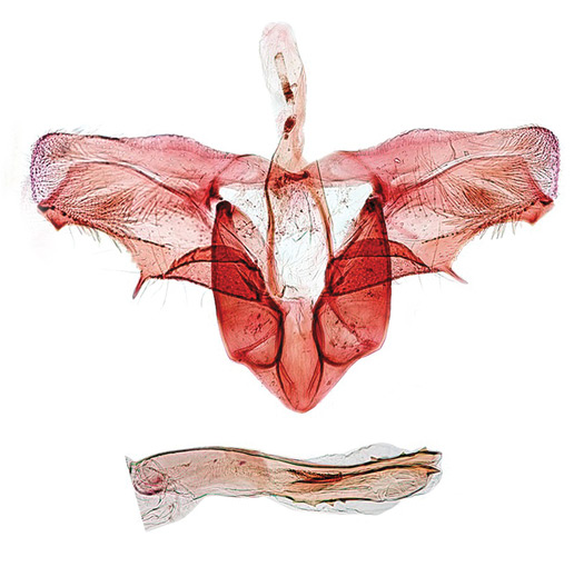 /filer/webapps/moths_gc/media/images/C/caraganella_Micrurapteryx_GM_Kirichenko-et-al_2016_115.jpg