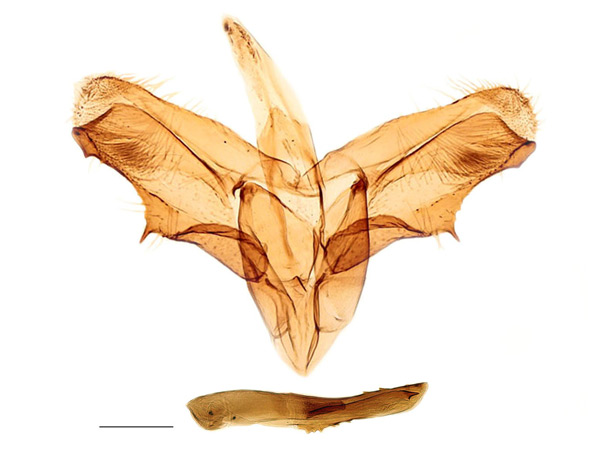 /filer/webapps/moths_gc/media/images/C/caraganella_Micrurapteryx_GM_Kirichenko-et-al_2017_4.jpg
