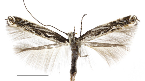 /filer/webapps/moths_gc/media/images/C/caraganella_Micrurapteryx_Kirichenko-et-al_2016_108.jpg