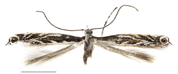/filer/webapps/moths_gc/media/images/C/caraganella_Micrurapteryx_Kirichenko-et-al_2016_108_5.jpg