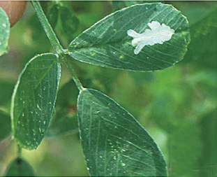 /filer/webapps/moths_gc/media/images/C/caraganella_Micrurapteryx_Mine_Kirichenko-et-al_2016_129_72.jpg