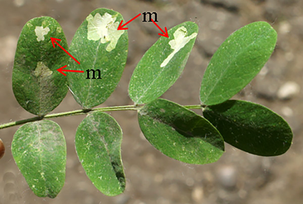 /filer/webapps/moths_gc/media/images/C/caraganella_Micrurapteryx_Mine_Kirichenko-et-al_2019_34.jpg