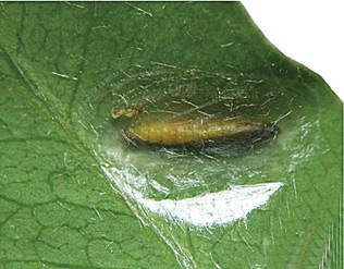 /filer/webapps/moths_gc/media/images/C/caraganella_Micrurapteryx_Pupa_Kirichenko-et-al_2016_129_76.jpg