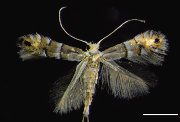 /filer/webapps/moths_gc/media/images/C/caraganella_Phyllonorycter_A_Kirichenko-et-al_2019_24.jpg