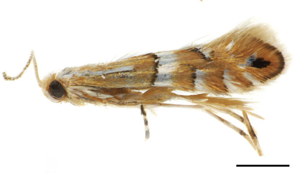 /filer/webapps/moths_gc/media/images/C/caraganella_Phyllonorycter_A_Kirichenko-et-al_2019_29_2.jpg