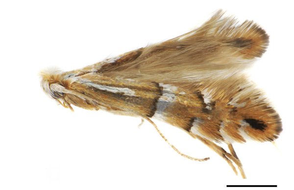 /filer/webapps/moths_gc/media/images/C/caraganella_Phyllonorycter_A_Kirichenko-et-al_2019_29_C.jpg