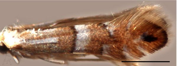 /filer/webapps/moths_gc/media/images/C/caraganella_Phyllonorycter_A_Kirichenko-et-al_2019c_14.jpg