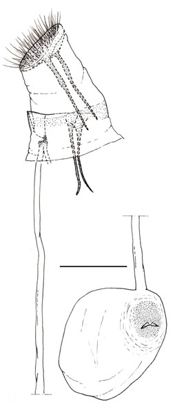 /filer/webapps/moths_gc/media/images/C/caraganella_Phyllonorycter_GF_Kirichenko-et-al_2019_31.jpg