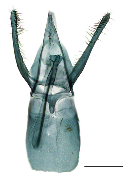 /filer/webapps/moths_gc/media/images/C/caraganella_Phyllonorycter_GM_Kirichenko-et-al_2019_30.jpg