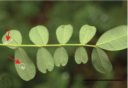 /filer/webapps/moths_gc/media/images/C/caraganella_Phyllonorycter_mine_Kirichenko-et-al_2019_32.jpg