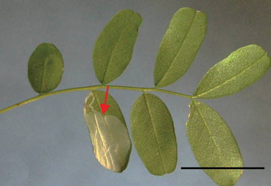 /filer/webapps/moths_gc/media/images/C/caraganella_Phyllonorycter_mine_Kirichenko-et-al_2019_32_D.jpg