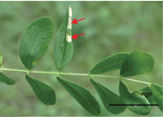 /filer/webapps/moths_gc/media/images/C/caraganella_Phyllonorycter_mine_Kirichenko-et-al_2019_32_E.jpg