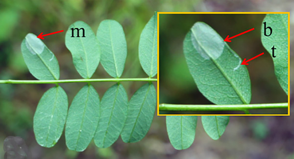 /filer/webapps/moths_gc/media/images/C/caraganella_Phyllonorycter_mine_Kirichenko-et-al_2019_35.jpg
